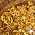 Опрезно с печуркама