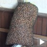Лешници и шљиве: додатак пензији