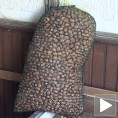 Лешници и шљиве: додатак пензији
