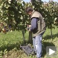Повратак топличке виноградарске славе