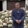 Са ким се тикве саде