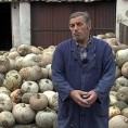 Са ким се тикве саде