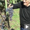 Десет килограма грожђа са једног чокота