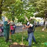 ФАС, каталпа за свако двориште