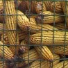 Рекордан род кукуруза у Мачви