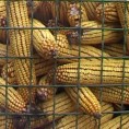 Рекордан род кукуруза у Мачви