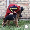Најбољи узгајивач немачких овчара у Србији