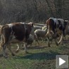 Без нових случајева "плавог језика"