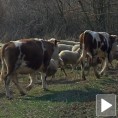 Без нових случајева "плавог језика"