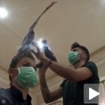 Хуманитарна фризура за Гиниса