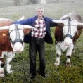 Волови најбоље друштво на оном свету