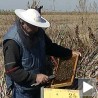 Прва самостална пчеларска изложба