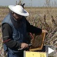 Прва самостална пчеларска изложба