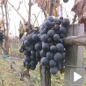 Вино из прокупачког краја