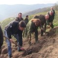 Једно дрво за једног ратника
