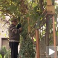 Киви из Панчева