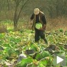 Пољопривредници задовољни родом купуса