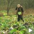 Пољопривредници задовољни родом купуса
