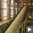 Рекордан род шећерне репе