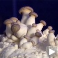 У Холандији једу...инсекте и цвеће?