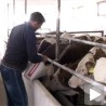 Без субвенција нема развоја сточарства