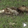 Отрована дивљач