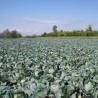 Лесковац, украли тоне купуса и празилука