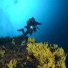 Наука под водом - Роњење до физиолошких граница