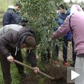 Озелењавање општине
