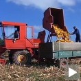 Добар род кукуруза, извозници задовољни