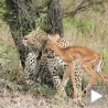 Необичан сусрет предатора и његовог плена