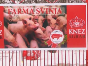 Отворена најсавременија домаћа фарма свиња