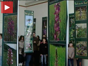 Изложба фотографија дивљих орхидеја