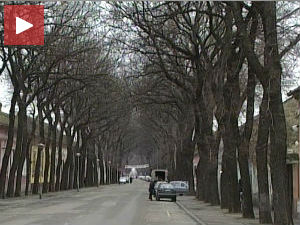 Кикиндска улица једна од најлепших у свету