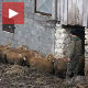 Овчари из Кривог вира