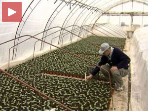 Поврће из Лесковца у хотелима у Француској