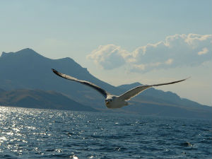 Таласање - Земља чуда