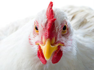 Стиже пилетина из епрувете!