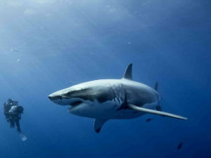 Авантуристи са Србијом на вези