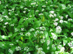 Фамилиологија