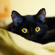 Уранак 202