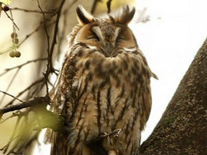 Поштована децо