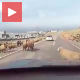 Тврдоглавост
