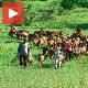 Узгајивачи коза из Звијезда 