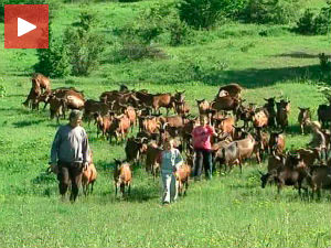 Узгајивачи коза из Звијезда 