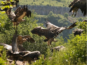 Траг: Време орлова - увачка бајка