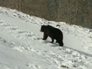 Сасвим природно: Срби медведима не верују