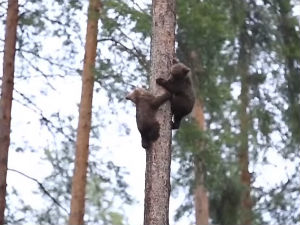 Овако медведи уче да се пењу на дрво