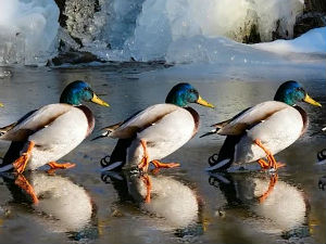 Корморани и дивље патке на Великој Морави – спремне за попис