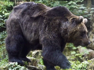 Лепо време буди и медведе на Тари из зимског сна